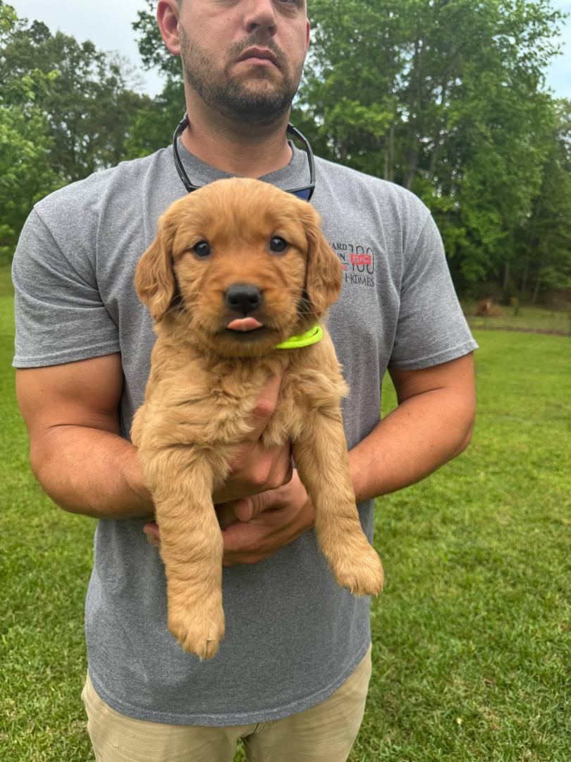 Meadow Pines Goldens Heritage